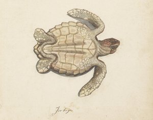 Tortue de mer - Anonymous