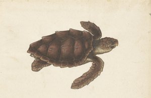 Tortue de mer Tortugas - Eretmochelys imbricata / Tortue imbriquée / karetschildpad (titre sur l