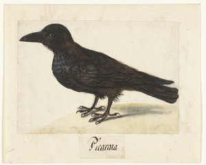Corbeau noir