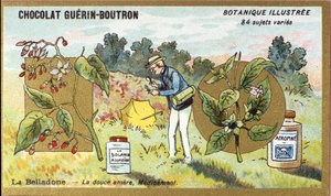Belladone: la douce amère, médecine. Gravure (chromo). Chromolithographie publicitaire pour les chocolats Guérin-Boutron, fin XIXe siècle. Série botanique illustrée. - Anonymous Anonymous