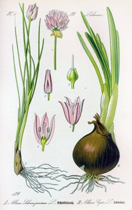 Planche botanique : Allium schoenoprasum (ciboulette) et allium cepa (oignon). Planche 29. Collection privée