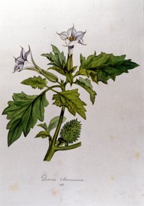 Planche botanique : Datura Stramonium. Gravure dans « Flora Monacensis » par Franz von Paula Schrank (1747-1835), naturaliste allemand, Monaco 1816