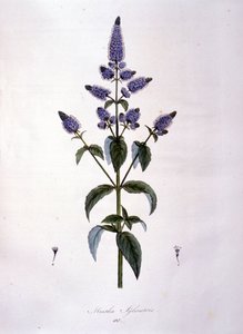 Planche botanique : menthe sauvage (mentha sylvestris). Gravure du 19ème siècle - Anonymous Anonymous