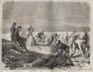 Récolte des forces au bagne de Belle-Île-en-Mer au XIXe siècle. Gravure dans « Histoire des bagnes depuis leur création à nos jours » (1877) par Pierre Zaccone. - Anonymous Anonymous