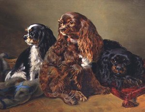 Épagneuls King Charles - Anonymous Anonymous