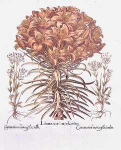 Lys et centaurée, allemand - Anonymous Anonymous