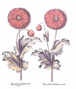 Coquelicots rouges, allemand - Anonymous Anonymous