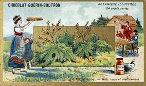 La rhubarbe : aliment et médicament russe. Gravure (chromo). Chromolithographie publicitaire pour les chocolats Guerin-Boutron, fin du 19ème siècle. Série botanique illustrée - Anonymous Anonymous