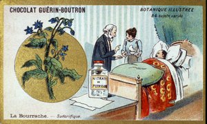 La bourrache, diaphorétique. Chromolithographie publicitaire pour les chocolats Guérin-Boutron, fin XIXe siècle. Série botanique illustrée - Anonymous Anonymous
