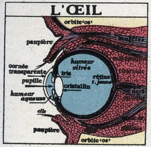 L