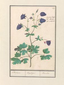 Aquilegia (Akelei / Akeleijen / Aquilegia / Aucolied) - Anselmus Boëtius de Boodt