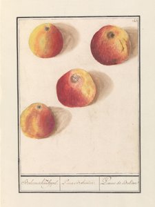 Pomme de Bohême
