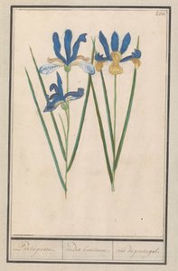 Iris bleu (Iris sibirica) - Anselmus Boëtius de Boodt