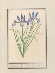 Iris bleu (Iris sibirica) - Anselmus Boëtius de Boodt