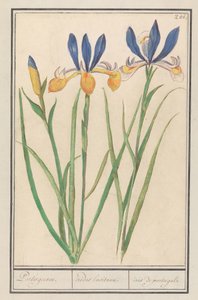 Iris sibirica (Iris sibirica) - Anselmus Boëtius de Boodt