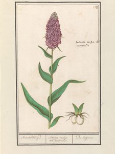Orchis large (Dactylorhiza majalis)