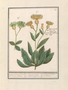 Centaurée (Centaurea) - Anselmus Boëtius de Boodt