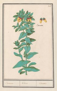 Cerinthe (Cerinthe major) - Anselmus Boëtius de Boodt