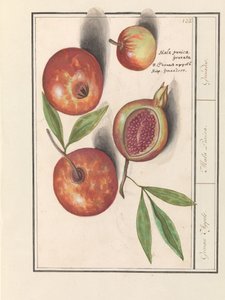 Grenade (Punica granatum)