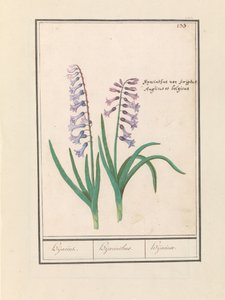 Hyacinthe (Hyacinthus orientalis)