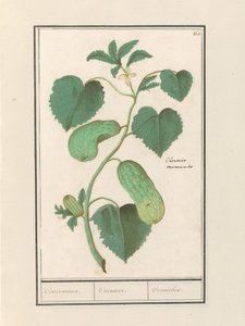 Concombre (Cucumis sativus) - Anselmus Boëtius de Boodt