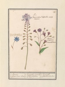 Muscari comosum et bleuet