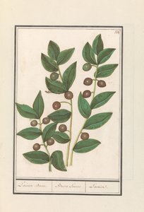 Olive (Olea europaea) Laurier (Bacca Laurus) - Anselmus Boëtius de Boodt