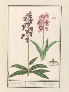 Orchidee (Orchidaceae) / Standel Kruijd. / Orchis. / Du Satijrion.