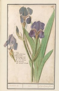 Iris pourpre (Iris germanica) - Anselmus Boëtius de Boodt