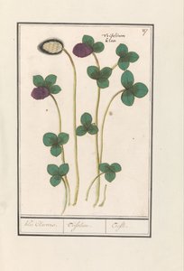 Trèfle rouge (Trifolium pratense) - Anselmus Boëtius de Boodt