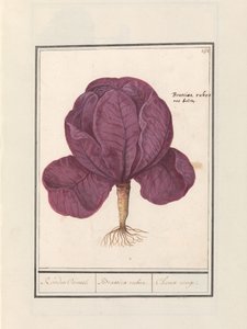 Chou rouge (Brassica oleracea convar. capitata var. rubra) - Anselmus Boëtius de Boodt