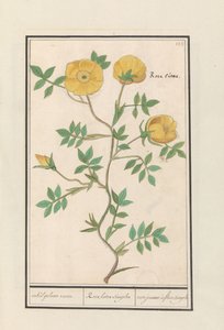 Rose (Rosa) - Anselmus Boëtius de Boodt