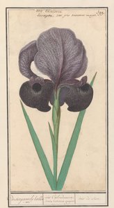 Iris susiana (Iris susiana) - Anselmus Boëtius de Boodt