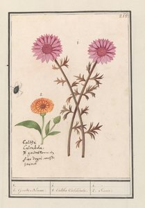 Fleur rose (inconnue) et souci (Calendula officinalis) - Anselmus Boëtius de Boodt
