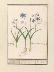 Sterhyacint (Scilla) 1. Witte gesternde hijacint. 2. Twee blaerigen hijacint. 3. gesternden hijacint. / 1. hijacinthus Stellaris albicans 2. hijacinthus bifolius theophrasti 3. hyacinthus Stellaris. / 1. hijacinthe Étoilée 2. hyacinthe à 2 feuilles 3 hijac - Anselmus Boëtius de Boodt