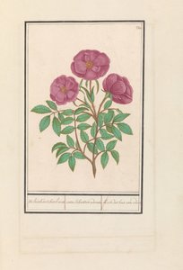 Rose sauvage (Rosa) - Anselmus Boëtius de Boodt