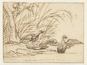 Trois canards au bord de l