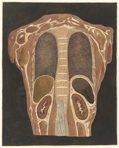 Étude anatomique des organes de la poitrine, vue de dos