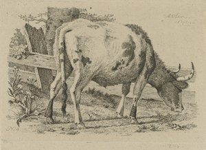 Vache broutant près d
