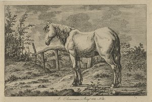 Cheval debout - Anthony Oberman