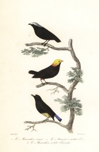 Espèces de manakin