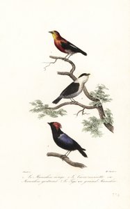 Espèces de manakin