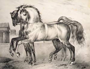 Les chevaux montés par Louis Philippe, duc d