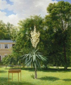 Un palmier yucca dans le parc de Neuilly