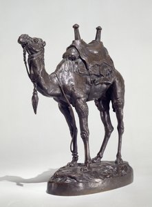 Dromadaire égyptien avec harnais