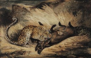 Léopard mangeant un sanglier