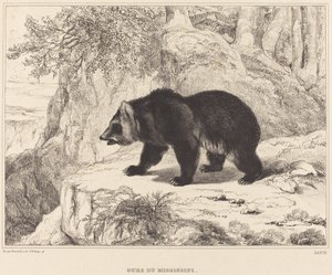 Ours du Mississippi, 1836