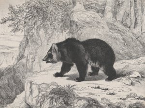 Ours du Mississippi - Antoine Louis Barye