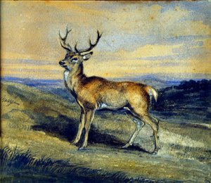 Le cerf - Antoine Louis Barye