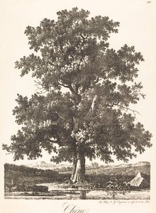 Chêne - Antoine Pierre Mongin